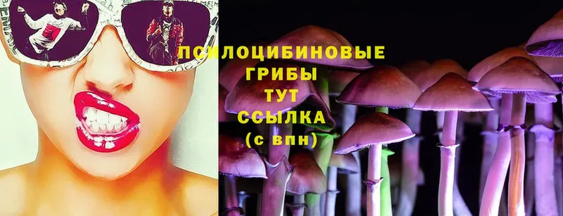 Галлюциногенные грибы Psilocybe  Красноармейск 